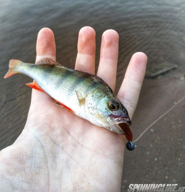  Изображение 5 : Обзор миниатюрного виброхвоста: Brown Perch BabuFish 